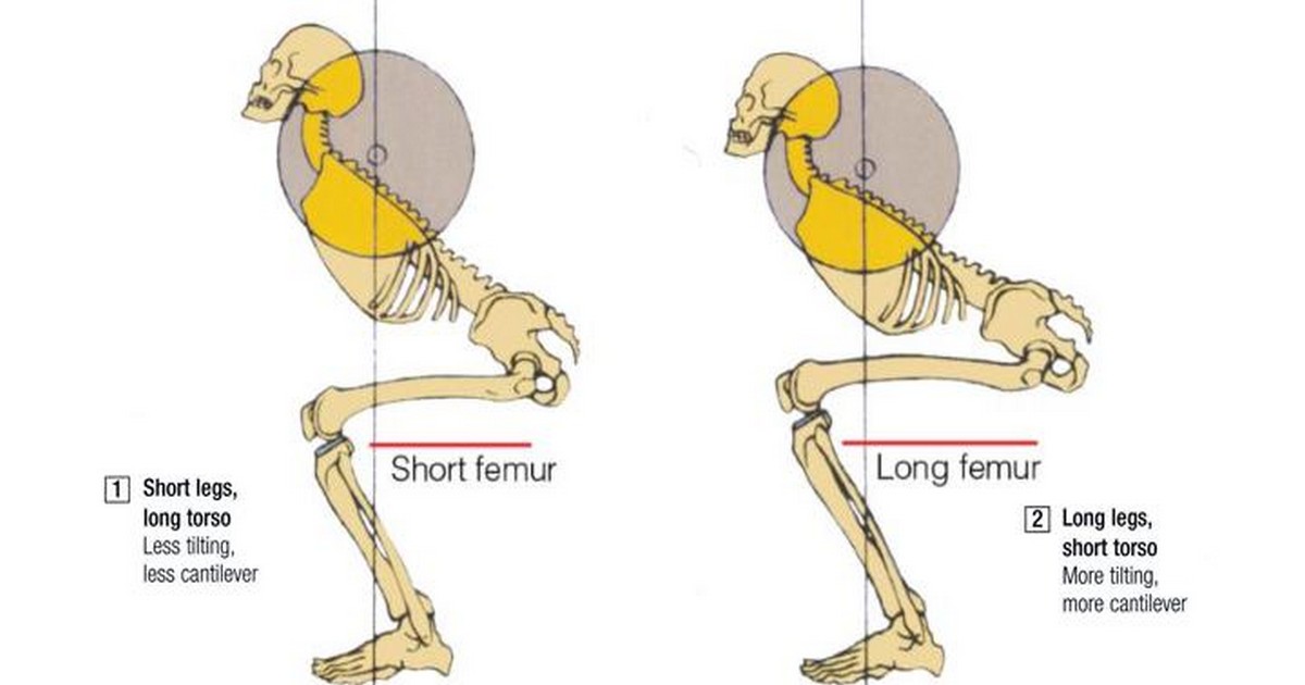 The effect of different thigh and torso lengths on your squat.